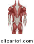 Vector Illustration of a Muscular Grown Man's Back Including the Back of the Arms and Legs by AtStockIllustration