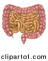 Vector Illustration of a Small and Large Intestines of the Digestive System by AtStockIllustration