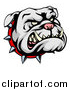 Vector Illustration of a Snarling Gray Bulldog Mascot Face with a Spiked Collar by AtStockIllustration
