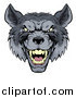 Vector Illustration of a Snarling Gray Wolf Mascot Head by AtStockIllustration