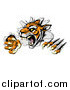 Vector Illustration of a Snarling Tiger Mascot Breaking Through a Wall by AtStockIllustration