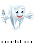 Vector Illustration of a Tooth Mascot Character Holding a Toothbrush and Giving a Thumb up by AtStockIllustration