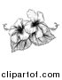 Vector Illustration of a Vintage Black and White Engraved or Woodcut Hibiscus Flower Design by AtStockIllustration