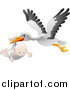 Vector Illustration of a White Stork with Black Tipped Wings, Flying with a Happy Baby in a Cloth by AtStockIllustration