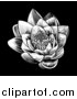 Vector Illustration of a Woodcut Blooming Waterlily Lotus Flower on Black by AtStockIllustration