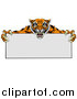 Vector Illustration of an Aggressive Tiger Sports Mascot Holding a Blank Wide Sign by AtStockIllustration