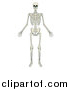 Vector Illustration of an Anatomically Correct Human Skeleton by AtStockIllustration