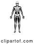 Vector Illustration of Black and White Human Skeleton by AtStockIllustration