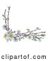 Vector Illustration of Branches with White Spring Blossoms by AtStockIllustration
