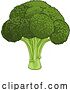 Vector Illustration of Broccoli Vegetable Food Drawing by AtStockIllustration