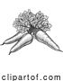 Vector Illustration of Carrots Vegetable Vintage Woodcut Illustration by AtStockIllustration