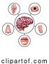 Vector Illustration of Cartoon Five Senses Brain Educational Illustration Diagram by AtStockIllustration