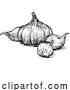 Vector Illustration of Cartoon Garlic by AtStockIllustration