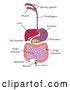 Vector Illustration of Digestive Tract Diagram, Labeled with Text by AtStockIllustration
