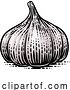 Vector Illustration of Garlic Bulb by AtStockIllustration