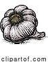 Vector Illustration of Garlic Bulb by AtStockIllustration