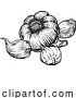 Vector Illustration of Garlic by AtStockIllustration