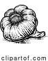 Vector Illustration of Garlic by AtStockIllustration