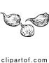 Vector Illustration of Garlic by AtStockIllustration