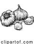 Vector Illustration of Garlic by AtStockIllustration