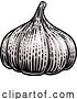 Vector Illustration of Garlic by AtStockIllustration