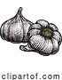 Vector Illustration of Garlic by AtStockIllustration