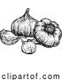 Vector Illustration of Garlic by AtStockIllustration