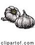 Vector Illustration of Garlic by AtStockIllustration