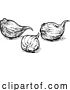 Vector Illustration of Garlic Cloves by AtStockIllustration