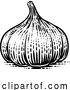 Vector Illustration of Garlic Vegetable Vintage Woodcut Illustration by AtStockIllustration