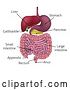 Vector Illustration of Gastrointestinal Digestive System and Labels by AtStockIllustration
