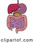 Vector Illustration of Human Anatomy Gut Gastrointestinal Tract Diagram by AtStockIllustration