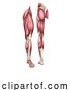 Vector Illustration of Human Body Leg Muscle Anatomy Diagram Illustration by AtStockIllustration