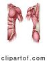Vector Illustration of Human Body Trunk Muscles Anatomy Illustration by AtStockIllustration