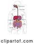Vector Illustration of Human Digestive Gastrointestinal Tract Diagram by AtStockIllustration