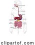 Vector Illustration of Human Digestive System Lady Anatomy Diagram by AtStockIllustration