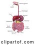 Vector Illustration of Human Gastrointestinal Digestive System and Labels by AtStockIllustration