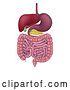 Vector Illustration of Human Gastrointestinal Digestive System by AtStockIllustration