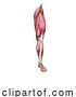 Vector Illustration of Leg Muscles Human Muscle Medical Anatomy Diagram by AtStockIllustration