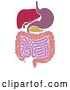 Vector Illustration of Medical Diagram of the Digestive Tract by AtStockIllustration