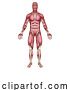 Vector Illustration of Muscles of Human Body Medical Anatomy Illustration by AtStockIllustration