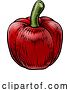 Vector Illustration of Red Pepper Vegetable Vintage Woodcut Illustration by AtStockIllustration