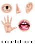 Vector Illustration of the Five Senses Illustrated As an Eye Nose Ear Hand and Mouth by AtStockIllustration