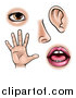 Vector Illustration of the Five Senses, Sight, Smell, Hearing, Touch and Taste by AtStockIllustration