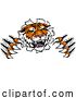 Vector Illustration of Tiger Animal Sports Team Mascot by AtStockIllustration